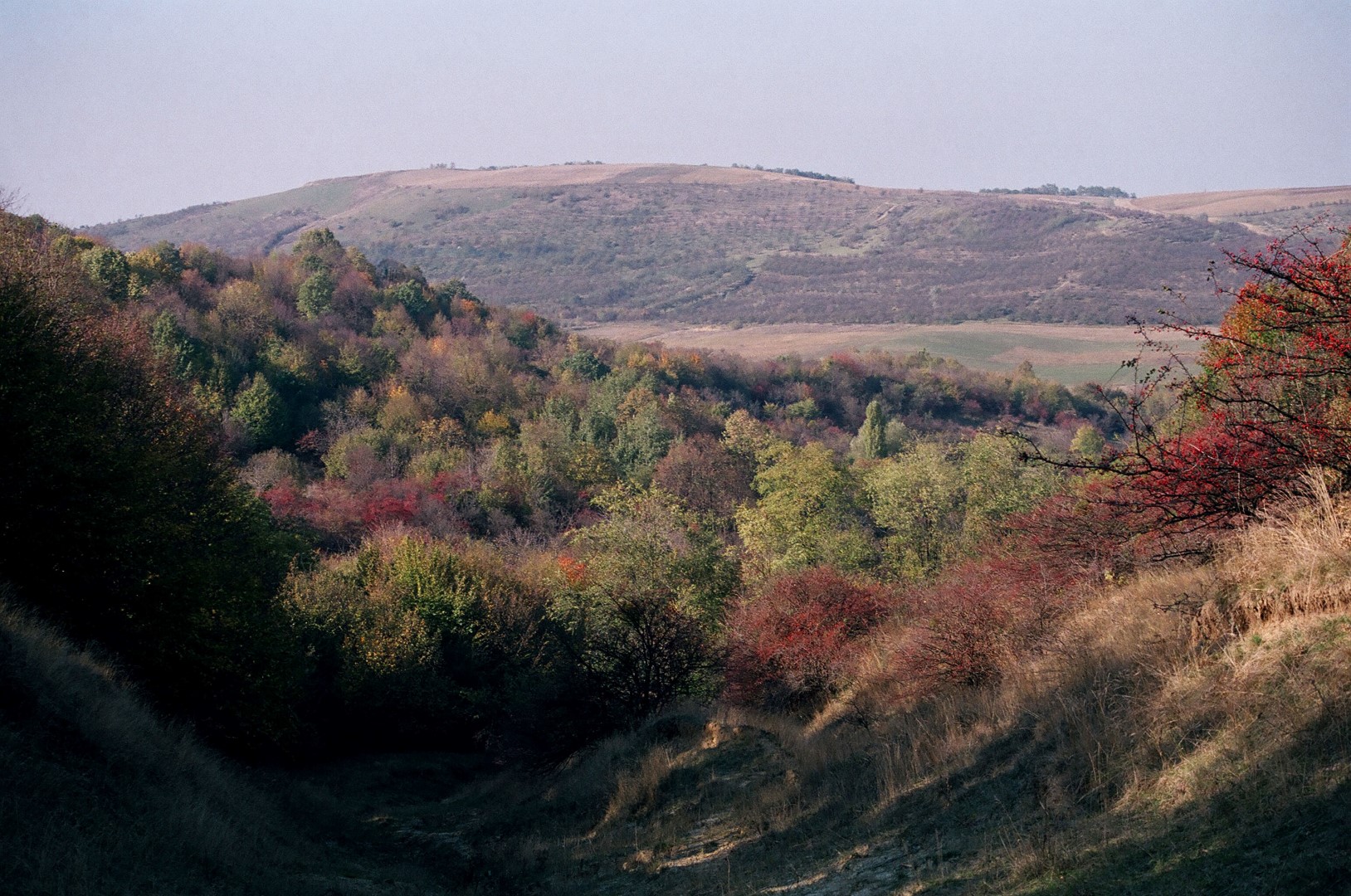 Valea Ichelului văzută de pe dealul Cupcii